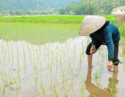 Hiệu quả với mô hình sinh kế ứng phó với biến đổi khí hậu