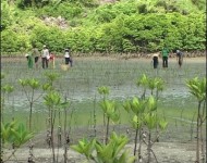 MCD chính thức tham gia hành trình  “Rừng ngập mặn cho Tương lai” (MFF) tại Việt Nam